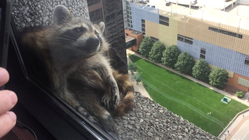 A raccoon sits on a window sill of the UBS Plaza building in St. Paul