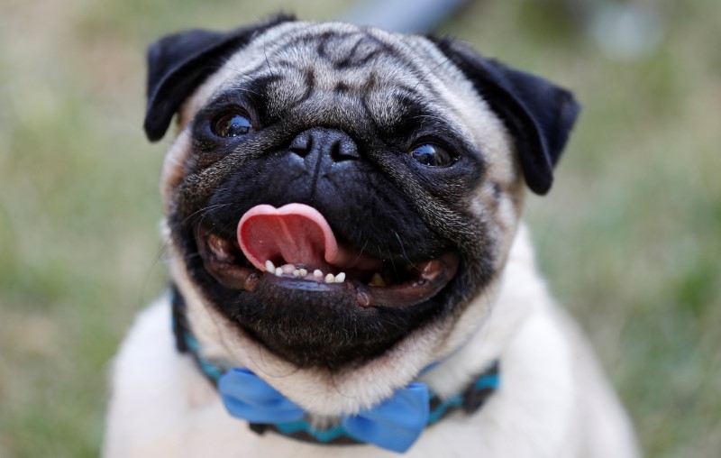 A Pug dog called Harley, and star of the film