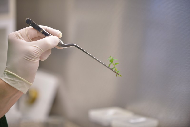A research scientist examines a soybean plantlet in New Brighton
