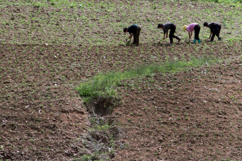 North Korean farm in the field, along the Yalu River, in Sakchu county