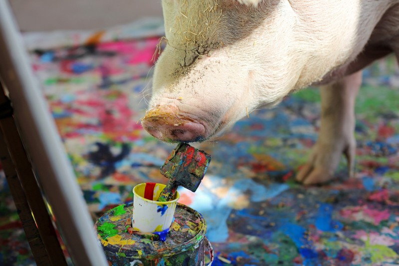 Resultado de imagem para Franschhoek pig