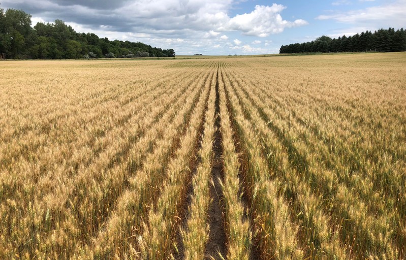 Spring wheat field in north-central North Dakota