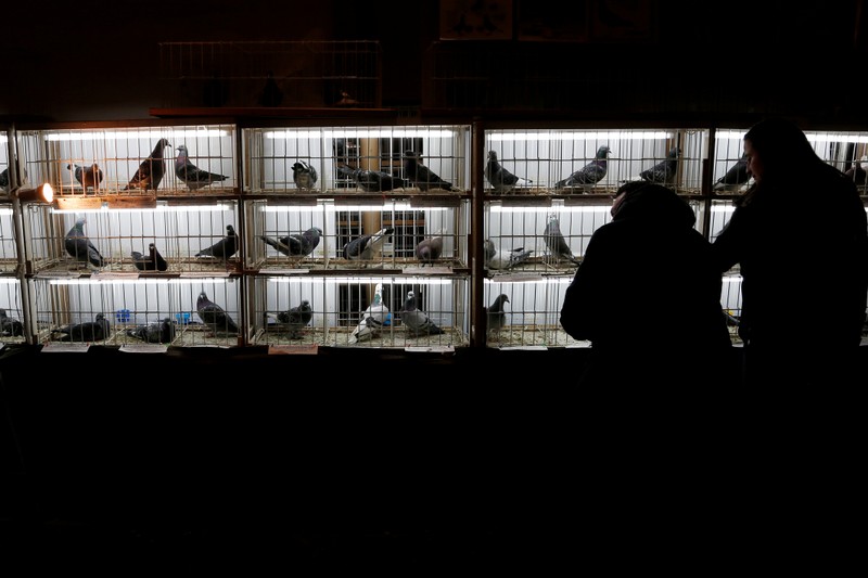 FILE PHOTO: Racing pigeons are displayed for sale at the Pigeon Olympiad 2017 in Brussels