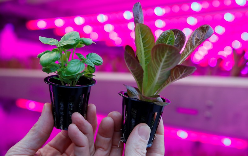 IKEA to test container farming technologyas part of their sustainability initiative