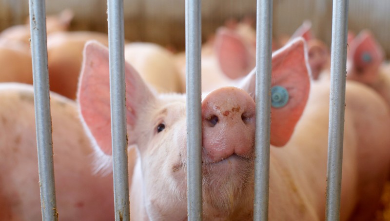 A pig is seen in an enclosure at a pig farm in Alling