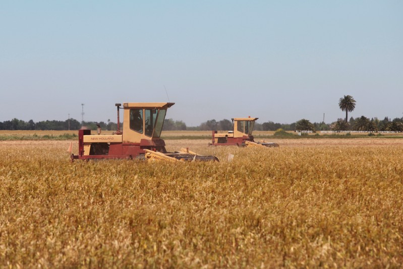 Harvesters work on early crop of wheat farming harvested in the spring in Davis