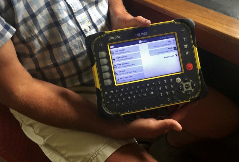 Farmer Dave Harper holds a device that helps him monitor the weight and health of a special variety of sheep known as
