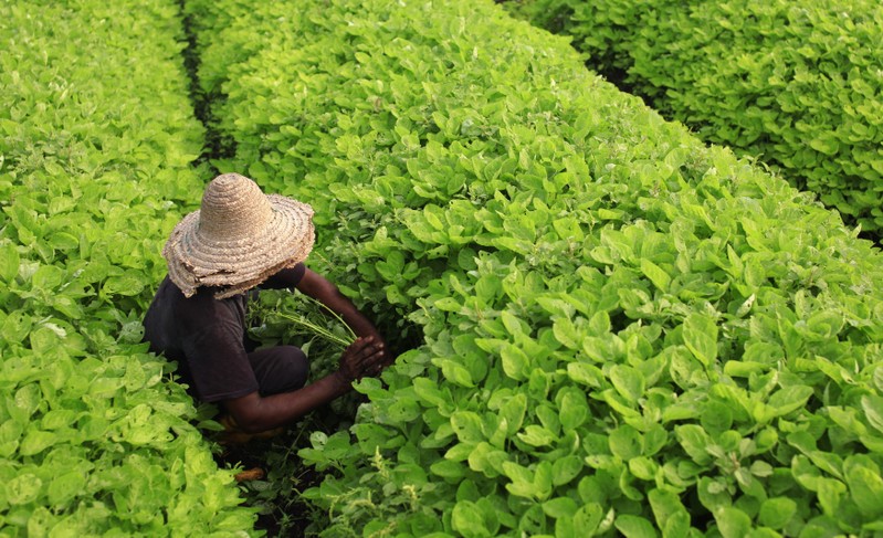 A farmer works in a vegetable field at his farm in Klang, outside Kuala Lumpur