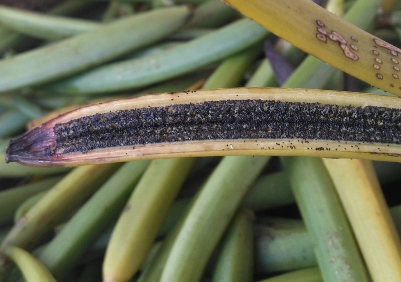 FILE PHOTO: Fresh vanilla pods are seen at a plantation in Ambavala, near Andapa