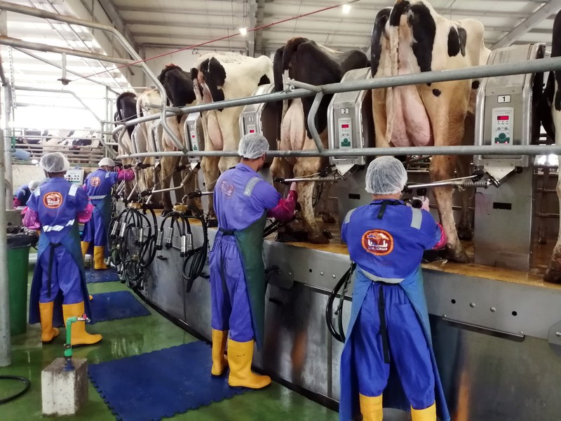 Workers milk cows using milking machines at Baladna farm in the city of Al-Khor