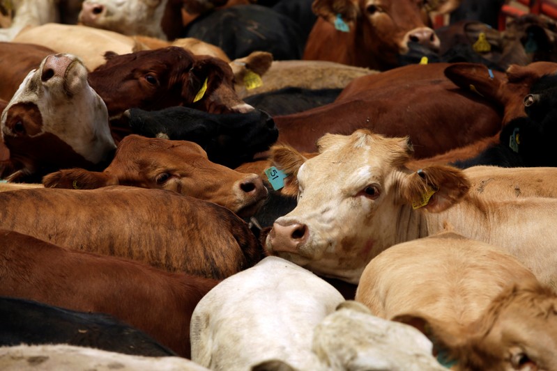 Livestock is pictured at the facilities of the Chihuahua cattle breeder's union before being exported to the U.S., at the San Jeronimo/Teresa border crossing point, on the outskirts of Ciudad Juarez