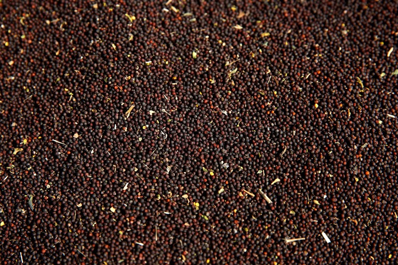 Canola seeds ready for shipping off the farm near Strathmore