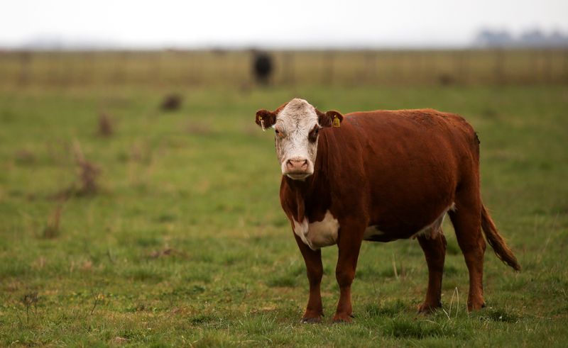 FILE PHOTO: A cow is seen in a farm in Azul, in Buenos Aires