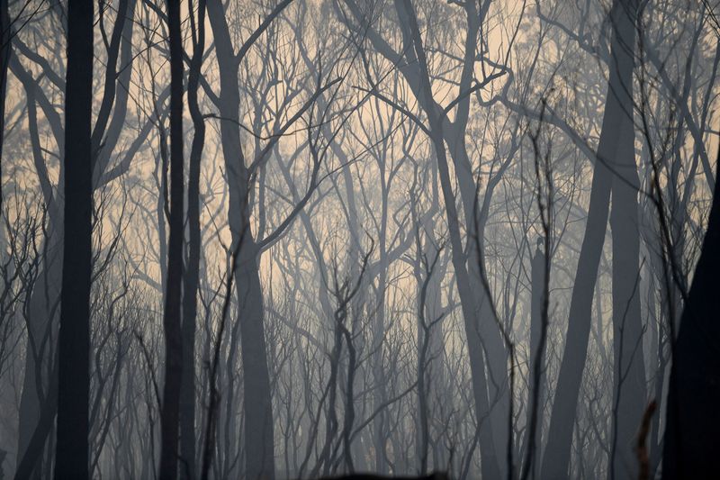 Bushfires in Mallacoota, Victoria