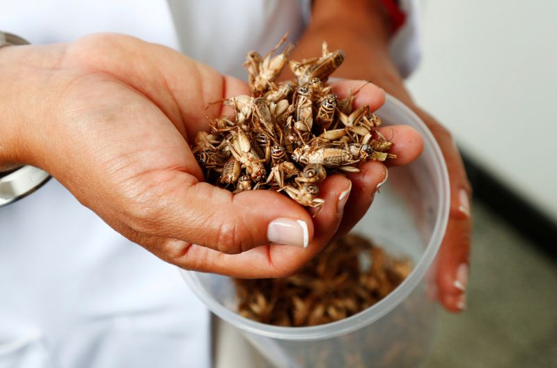 Dr. Daylan Tzompa Sosa holds a handful of crickets at Ghent University