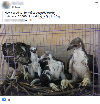 FILE PHOTO: Facebook page selling wildlife in Burmese seen in screenshot by WWF