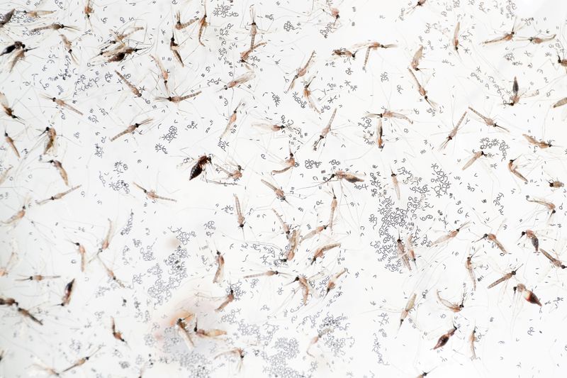 FILE PHOTO: Anopheles minimus mosquitoes are pictured at a lab in the Public Health Ministry in Bangkok