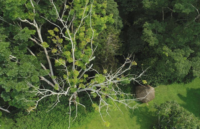 Uganda slowly increases forest cover by tapping private companies