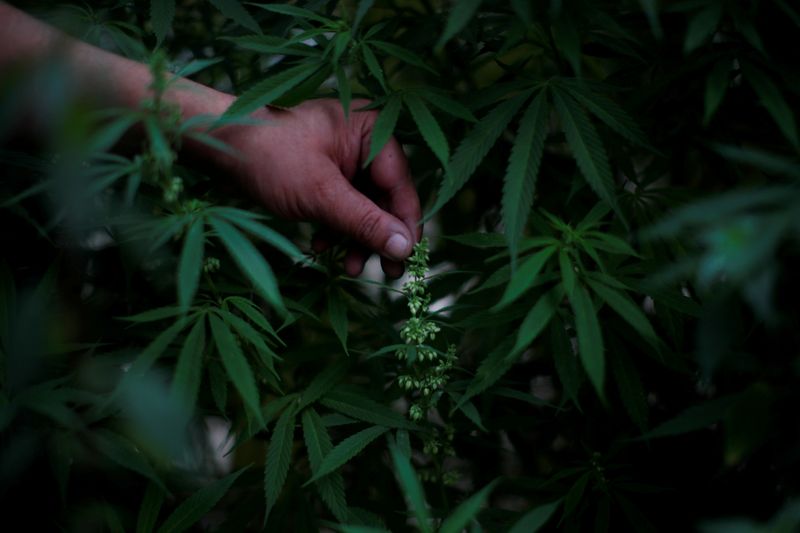 FILE PHOTO: Marijuana plants are seen next to Mexico's Senate building during a call for legalization, at the protest cannabis garden of the Cannabico Mexican Movement in Mexico City, Mexico
