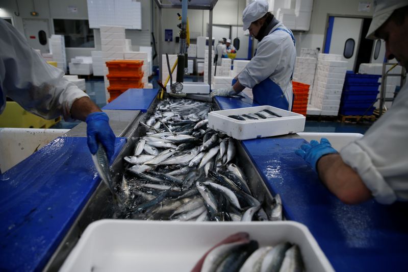 French workers fillet mackerels in a fish processing plant in the port of Boulogne-sur-Mer