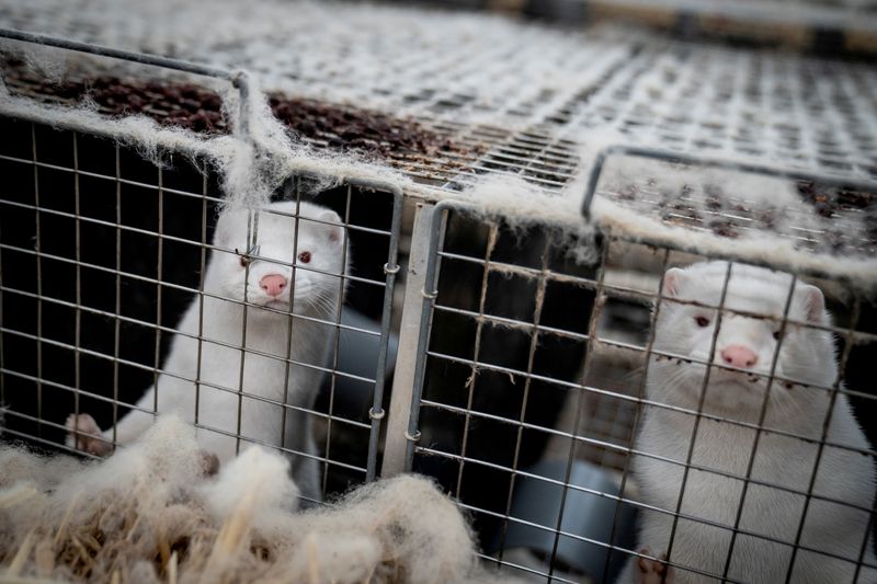 FILE PHOTO: Denmark mink culling process