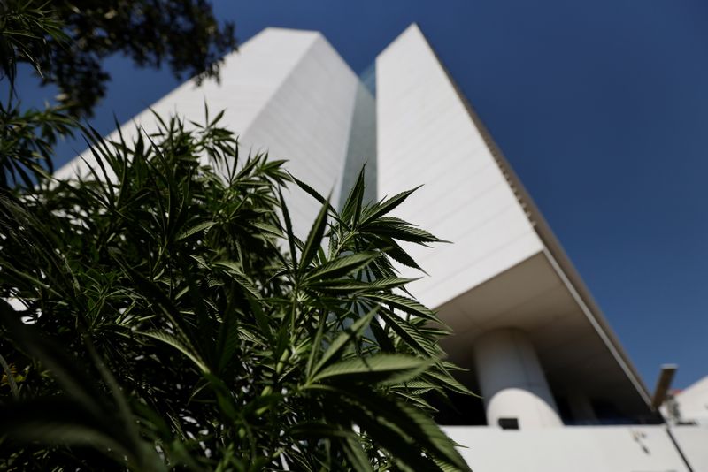 Marijuana leaves are seen next to Mexico's Senate building at the protest cannabis garden of the Cannabico Mexican Movement