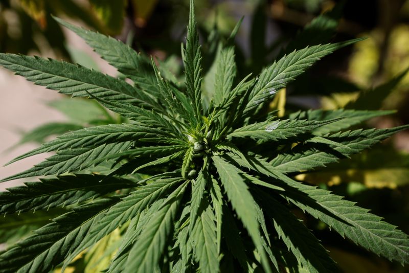 Marijuana leaves are seen next to Mexico's Senate building at the protest cannabis garden of the Cannabico Mexican Movement