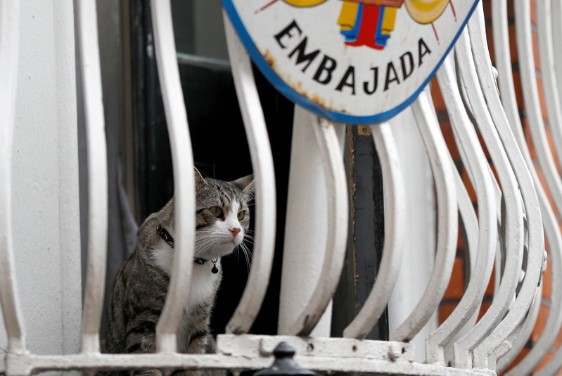 FILE PHOTO: Julian Assange's cat sits on the balcony of Ecuador's embassy in London