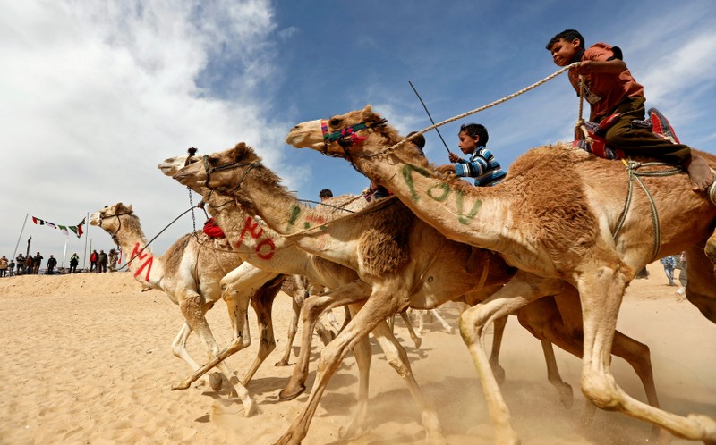 Jockeys, most of whom are children, compete during the 18th International Camel Racing festival at the Sarabium desert in Ismailia