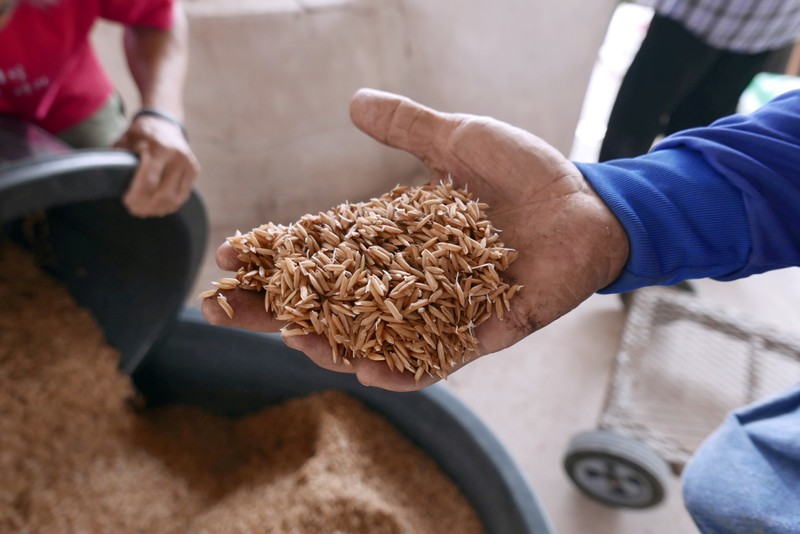 Farmer holds rice in his hand in Khon Kaen province