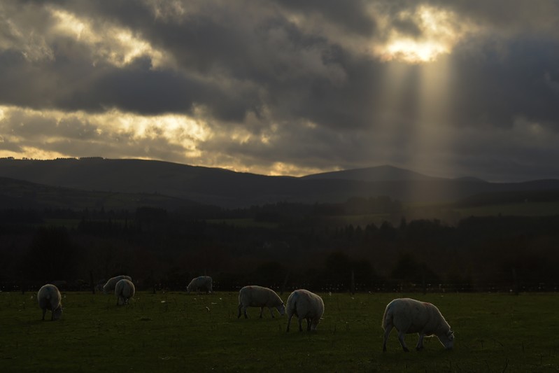 Sheep graze on grass and hay on a farm near the County Wicklow village of Roundwood