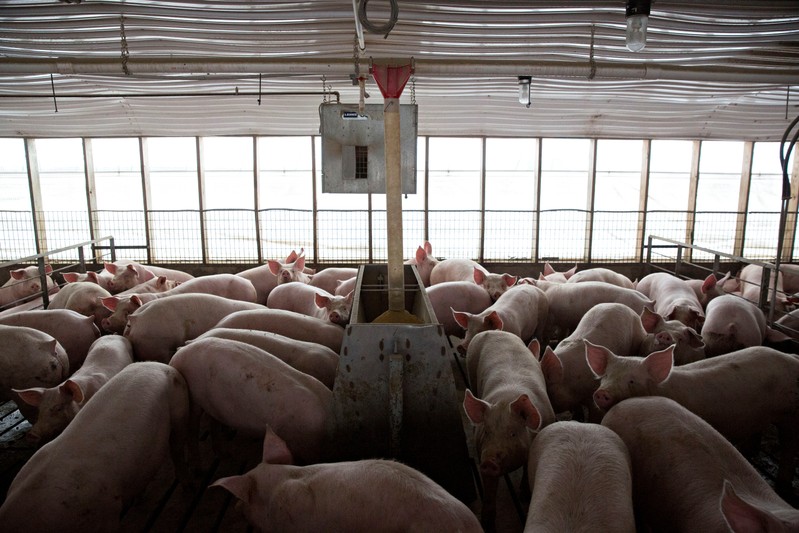 Pigs nearing market weight stand in pens at Duncan Farms in Polo