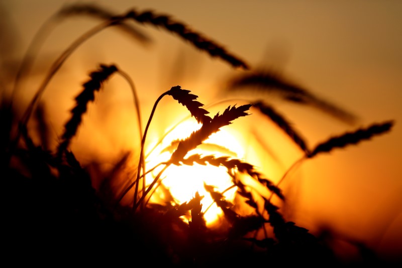FILE PHOTO: A view shows ears of wheat in a field near Krasnoyarsk